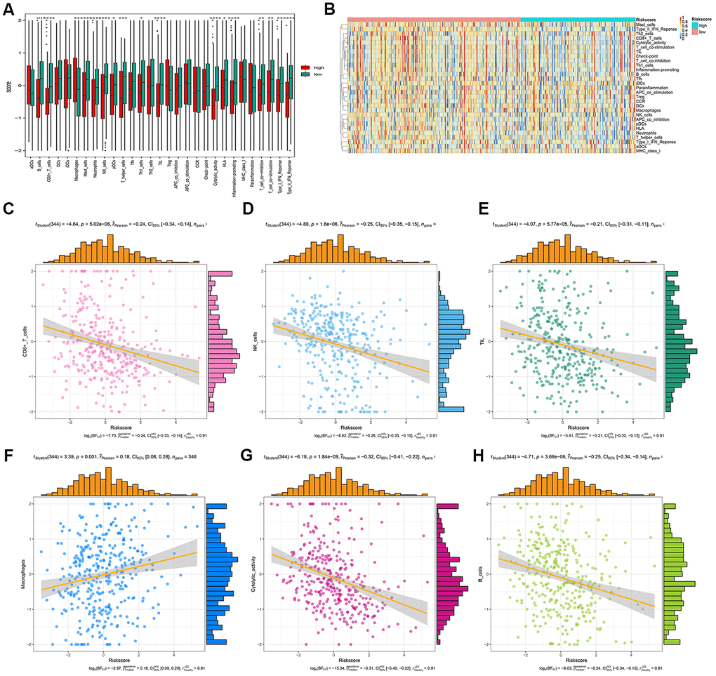 Correlation analysis between risk score and immune cell infiltration. (A) The number of immune cell infiltration in patients with low-risk and high-risk group. (B) Heatmap to visualize the relative abundance of 28 infiltrating immune cell populations in the samples of HCC patients after risk score ordered for low to high. (C–H) The ggscatterstats plots of the significant correlation between risk score and different immune cells infiltration status.