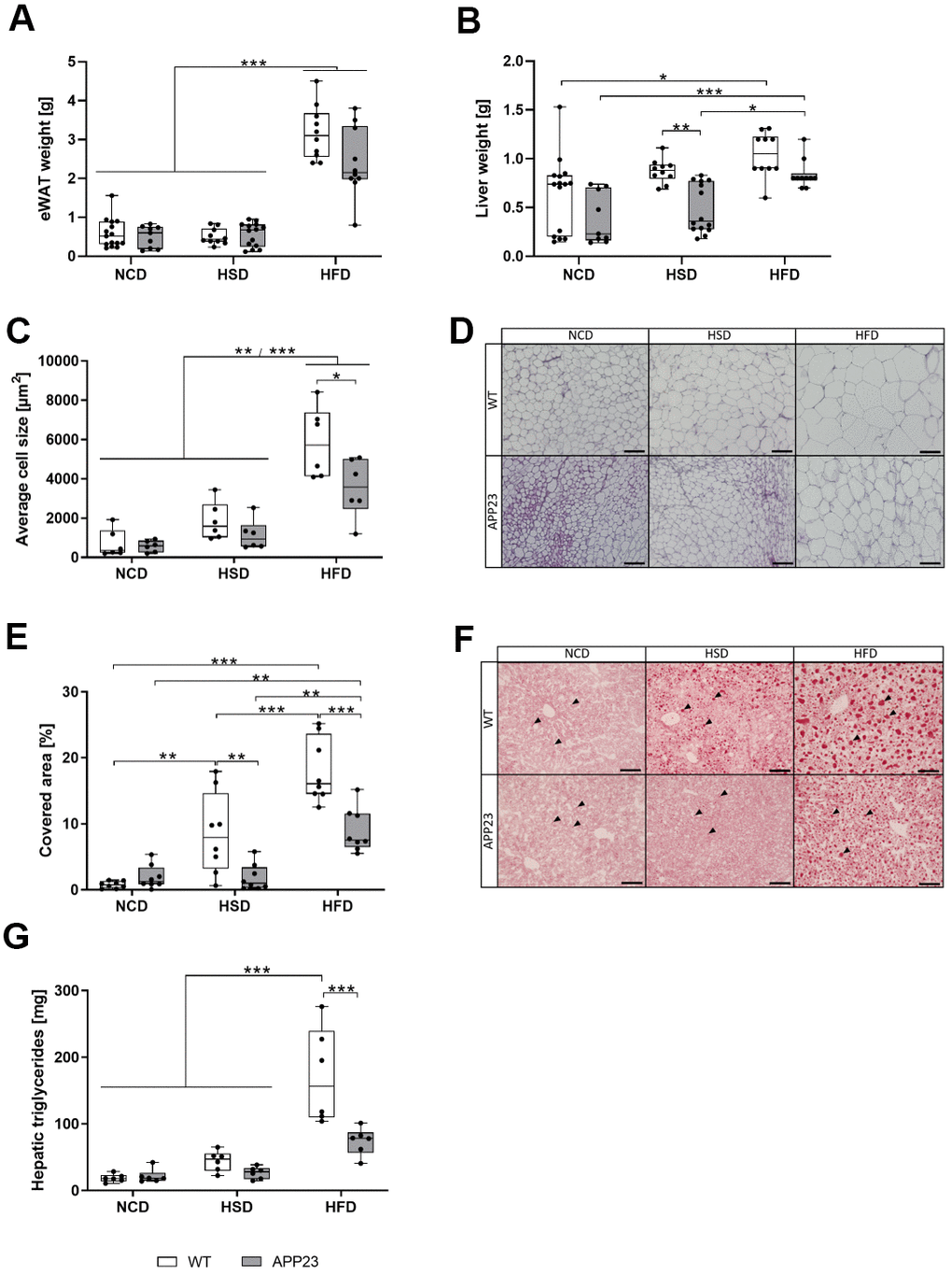Weight of eWAT and liver, histological analysis of adipocyte size in eWAT and lipid droplets in liver tissue, and quantification of hepatic triglycerides. Weight of eWAT (A) and liver (B) upon sacrifice of mice after 20 weeks of dietary interventions (NCD, HSD or HFD). (C) Quantification of mean adipocyte size in eWAT sections analyzed with ImageJ (D) Representative hematoxylin/eosin stainings of eWAT tissue. Scale bar: 100 μm (E) Lipid quantification of Oil Red O-stained hepatic sections analyzed with ImageJ. (F) Representative Oil Red O stainings of liver tissue. Arrowheads point to individual Oil Red O-stained lipid droplets. Scale bar: 100 μm. (G) Quantification of hepatic triglycerides. Measured triglyceride concentrations were multiplied by liver weight to obtain absolute amounts of triglycerides. Data are represented as box (25th to 75th percentile) with median and whiskers from minimum to maximum. Black asterisks indicate significant differences between groups (*: pA, B) and Tukey post-hoc test of an ordinary 2-way ANOVA (C, E, G). For (A, B) nNCD WT=15, nNCD APP23=9, nHSD WT=10, nHSD APP23=14, nHFD WT=10, nHFD APP23=10. For (C, D) n=6 each. For (E, F) n=8 each, For (G) n=6 each.