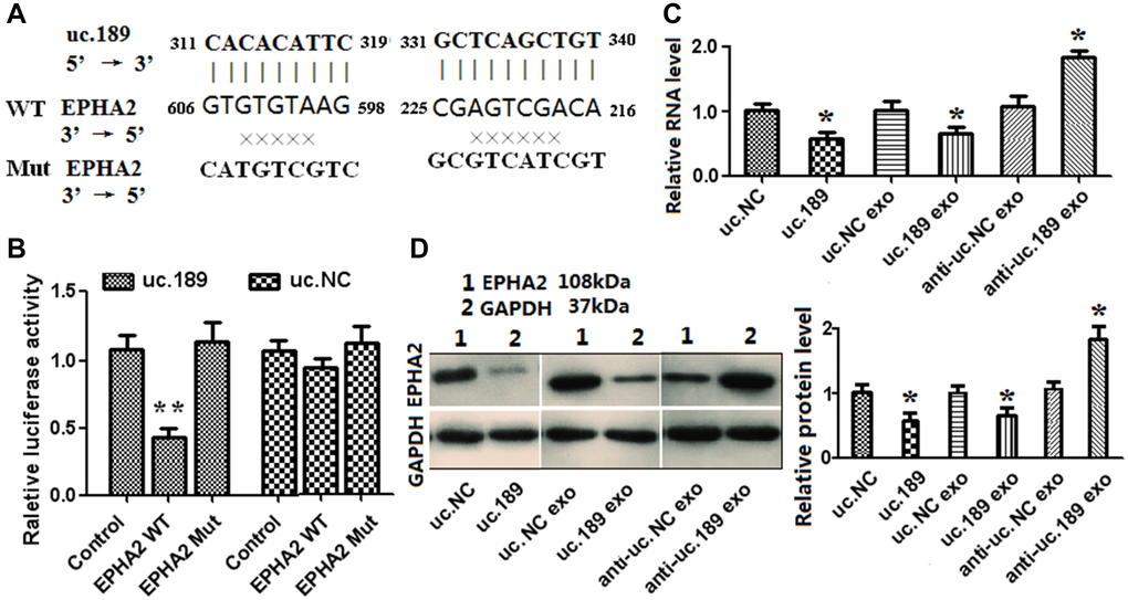 Exosomal uc.189 targets EPHA2 inducing lymphangiogenesis in HLECs. (A) DNA binding site sequence between uc.189 and the 3′-UTR of EPHA2 and the sequence of wild type (WT) or mutant type (MT) were shown. (B) The effect of uc.NC and uc.189 on the activity of the luciferase reporter containing either WT or MT were detected by dual-luciferase reporter assay. (C–D) RNA and protein levels of EPHA2 were, respectively, tested by qRT-PCR and western blot in HLECs transfected with uc.189 or negative control (NC) compared with those treated with the indicated exosomes. *P 