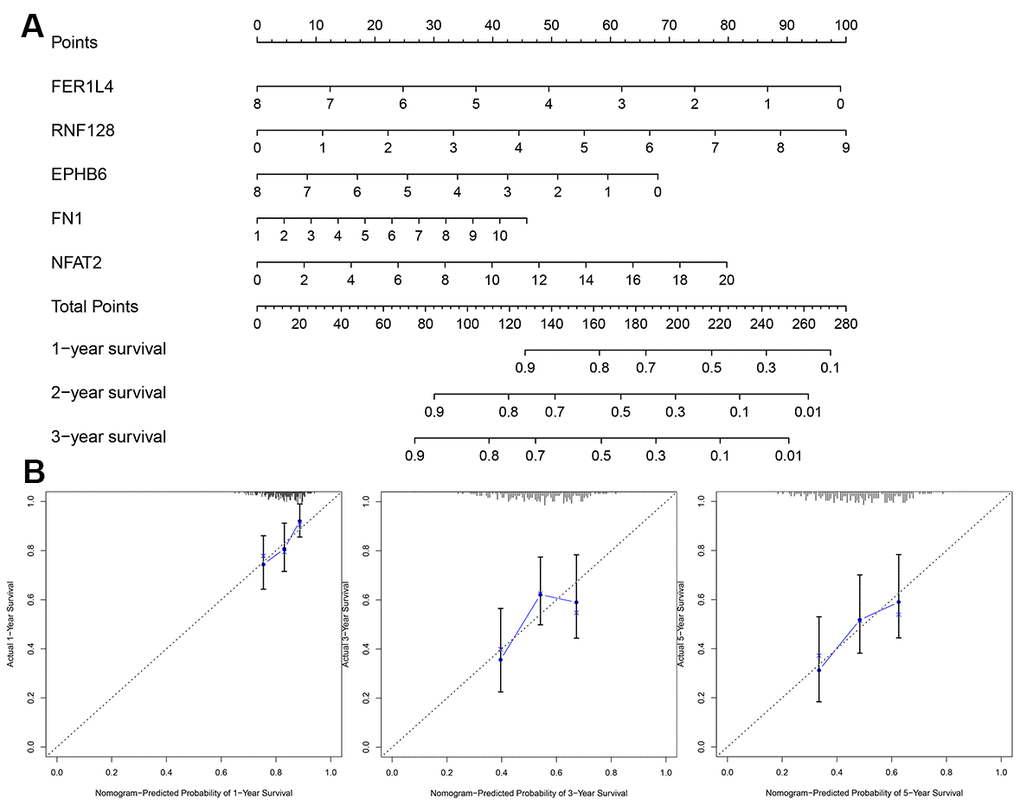 Evaluation of risk score model. (A) The nomogram is applied by adding up the points identified on the points scale for each variable. (B) The calibration curve for predicting 1-3-5 years OS for patients with BLCA. The Y-axis represents actual survival, as measured by K-M analysis, and the X-axis represents the nomogram-predicted survival (P