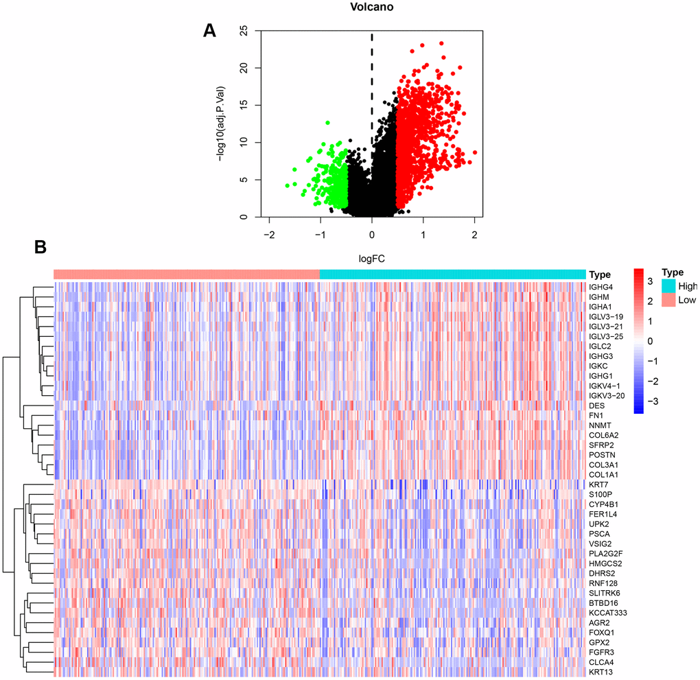 DEGs between high and low expression of NFAT2 groups. (A) Volcanic map for the DEGs identified by R software with limma package. The abscissa represented log2FC, and the ordinate represented the negative logarithm of the P-value. The red, green, and black nodes represented upregulated mRNA, downregulated mRNA, and non-differentially expressed mRNA. (B) Heatmap for the DEGs identified by R software with limma package.