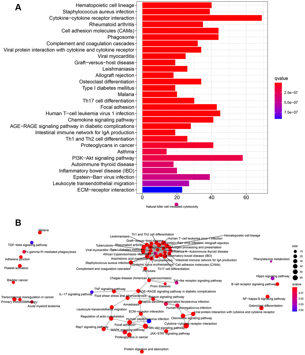 KEGG pathway enrichment analysis of DEGs. (A) The rich factor demonstrates the degree of enrichment by GO. The Node size represents the number of selected genes, and color represents the P-value of the enrichment analysis. (B) Network diagram provides the KEGG pathway interaction in the DEGs.