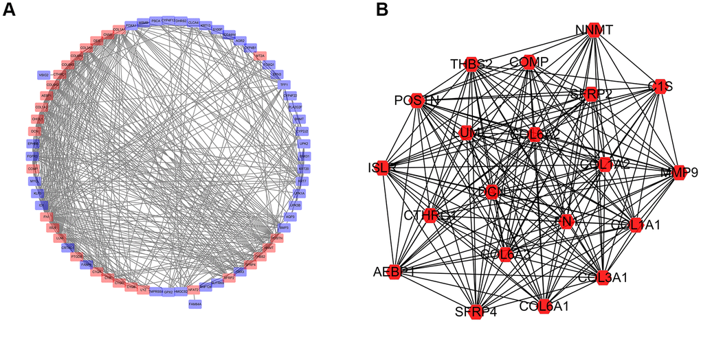 Network of protein-protein interactions (PPI) analysis. (A) Protein-protein interaction network was constructed for the DEGs using Cytoscape. (B) Subnetwork with the highest score using MCODE tool.