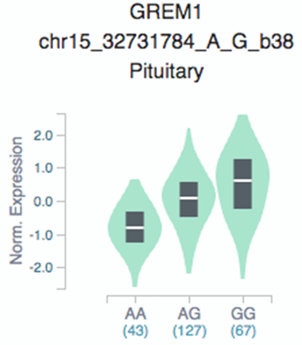 GTEx eQTL analysis of rs3743104 and GREM1 expression in pituitary tissues. GTEx: Genotype-Tissue Expression, GREM1 rs3743104 (chr15:33023985;GRCh37/hg19, A/G); AA, homozygous protective; AG, heterozygous; GG, homozygous risk for rs3743104.