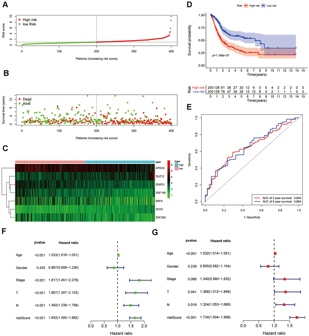 Development of a prognostic signature for BC based on 7 ZNF genes. (A) Distribution and median value of the risk scores in the TCGA cohort. (B) Survival status of patients in the different risk groups. (C) Heatmap of the expression profiles of the 7 ZNF genes included in the prognostic signature. (D) Time-dependent ROC curve of the 7-gene signature. (E) Survival analysis of the signature-defined risk groups. (F) Univariable and (G) multivariable analyses adjusting for risk score, age, gender, tumor stage, and TNM.