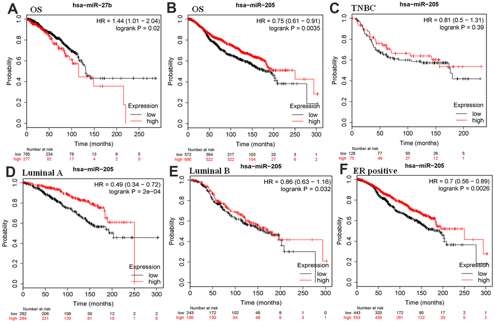 Kaplan–Meier plotter analysis was used to assess the correlation of miR-27b and miR-205 with survival for patients with breast cancer in the METABRIC database. HR, hazard ratio; (A, B) OS, overall survival; (C) TNBC, triple-negative breast cancer; (D) luminal A, (ER+HER2-KI67-); (E) luminal A; (F) ER, estrogen receptor.