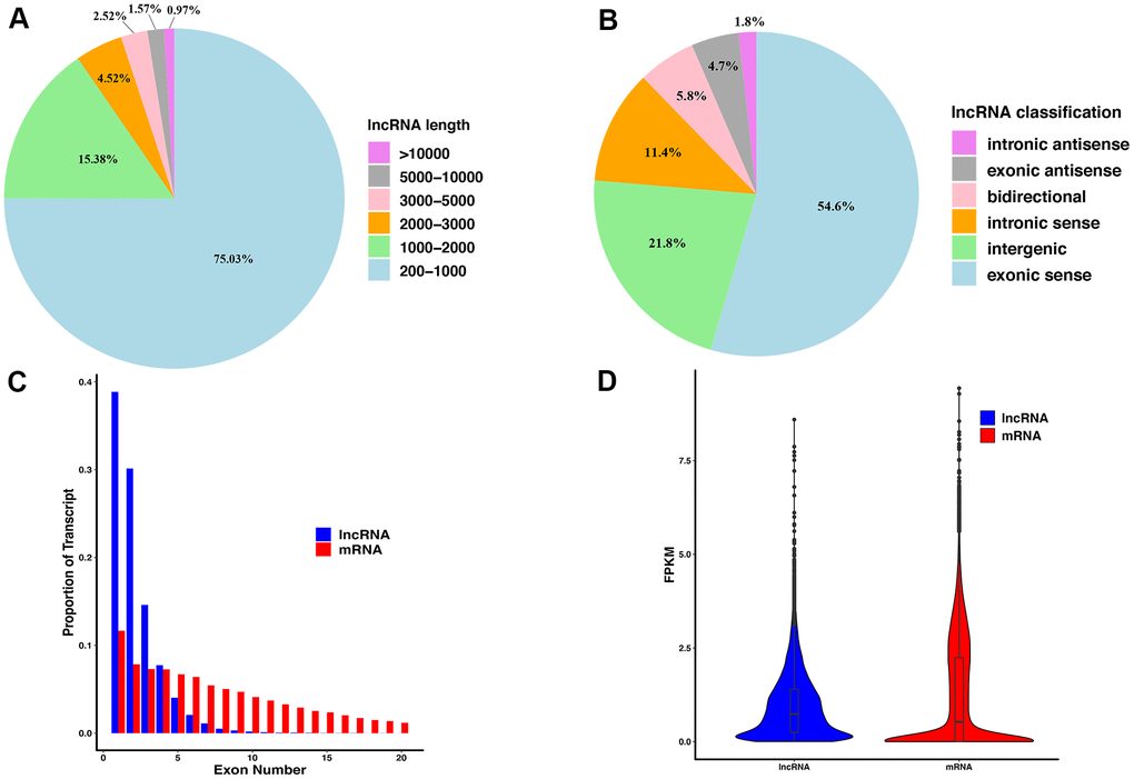 The features of lncRNAs derived from injured sciatic nerves. (A) The length distribution of lncRNAs. (B) The classification of lncRNAs. (C) Exon number distribution per transcript of lncRNAs and mRNA. (D) The FPKM of lncRNAs and mRNA.