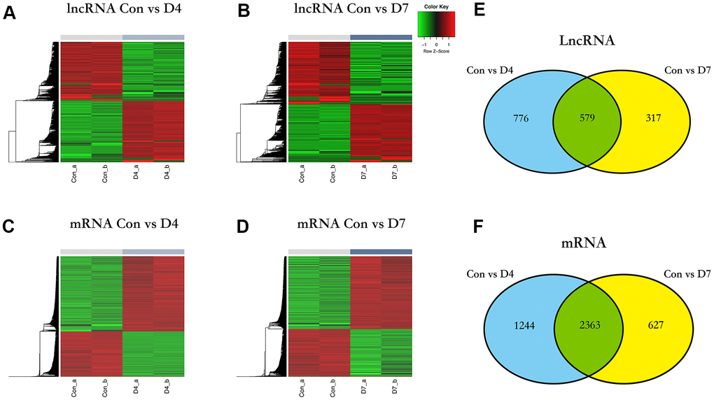 The differentially expressed lncRNAs and mRNA in different time points post nerve injury. (A) Heatmap of lncRNAs expression in control and D4 group. (B) Heatmap of lncRNAs expression in control and D7 group. (C) Heatmap of mRNA expression in control and D4 group. (D) Heatmap of mRNA expression in control and D7 group. (E) The intersection of differentially expressed lncRNAs between the control vs D4 and control vs D7 groups. (F) The intersection of differentially expressed mRNA between the control vs D4 and the control vs D7 groups.