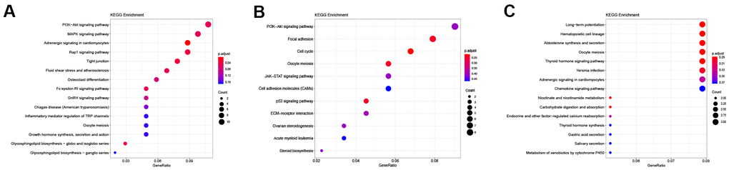 KEGG enrichment of differentially expressed lncRNAs. (A) KEGG enrichment of DElncRNAs unique to the control vs D4 group. (B) KEGG enrichment of common DElncRNAs shared by the control vs D4 and control vs D7 groups. (C) KEGG enrichment of DElncRNAs unique to the control vs D7 group.