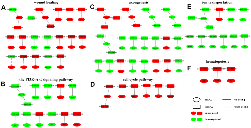 Construction of lncRNA-mRNA networks. DElncRNAs from top enriched GO terms and KEGG pathways and their target mRNAs were used to construct lncRNA-mRNA networks. In the network, upregulated mRNAs are displayed as red ellipses, downregulated mRNAs are displayed as green ellipses, upregulated lncRNAs are displayed as red rectangles, and downregulated lncRNAs are displayed as green rectangles. Solid lines connect lncRNAs and their cis-acting target genes, and dotted lines connect lncRNAs and their trans-acting target genes. (A) network constructed in GO term wound healing (top enriched GO term of DElncRNAs unique to the control vs D4 group). (B) network constructed in KEGG PI3K-Akt pathway (top enriched KEGG pathway of DElncRNAs unique to the control vs D4 group). (C) network constructed in GO term axongenesis (top enriched GO term of common DElncRNAs). (D) network constructed in KEGG cell cycle pathway (top enriched KEGG pathway of common DElncRNAs). (E) network constructed in GO term ion transportation (top enriched GO term of DElncRNAs unique to the control vs D7 group). (F) network constructed in KEGG hematopoiesis pathway (top enriched KEGG pathway of DElncRNAs unique to the control vs D7 group).