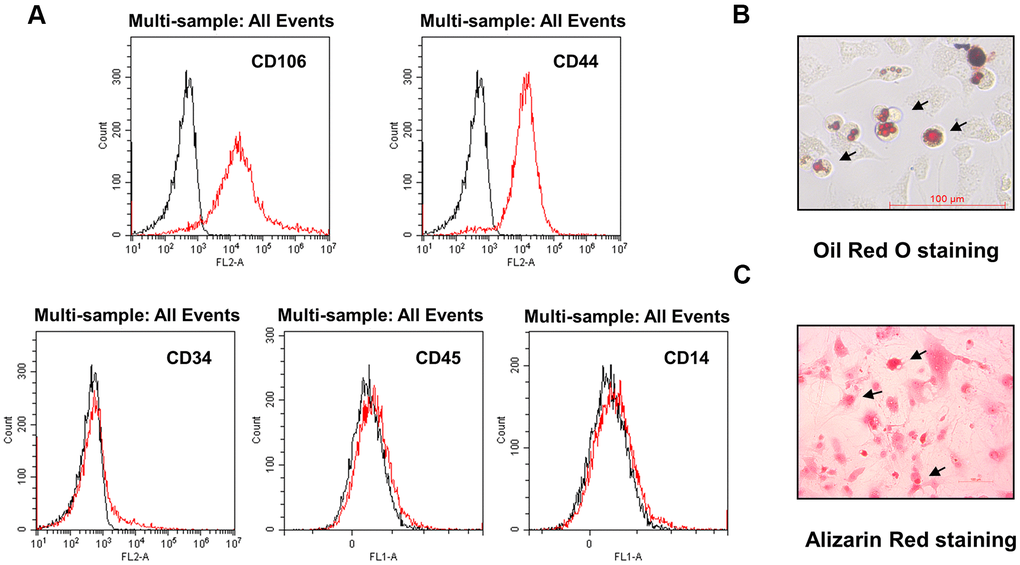 Characterization of DMSCs. (A) DMSCs were analyzed by FACS after staining with FITC- or PE-conjugated control isotype IgG (black peaks) or antibodies against the indicated cell-surface proteins. (B) DMSC differentiation. DMSCs were cultured in appropriate differentiation media to promote differentiation into adipocytes, as indicated by oil red O staining, and (C) osteoblasts, as indicated by alizarin red staining.