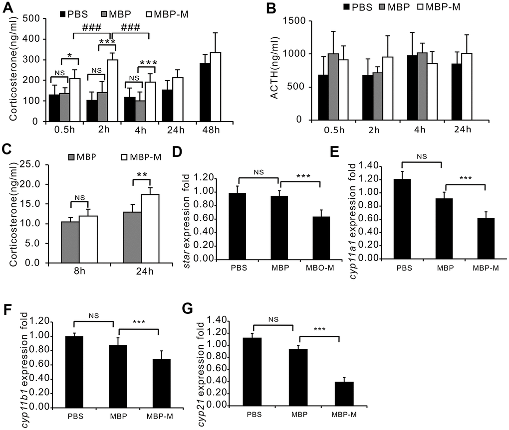 Mimecan increases corticosterone concentrations in vivo and in vitro with no effect on corticosterone synthesis. (A) Intraperitoneal injection of recombinant mimecan-MBP (vs. MBP) increases the serum concentration of corticosterone, normalized for 24 h after injection (n=8 per group) in three independent experiments. ***ppB) The serum ACTH level was unaffected by intraperitoneal injection of recombinant mimecan-MBP compared with MBP injected controls. Serum corticosterone and ACTH were measured using ELISA (8 mice per group). C57BL/6 mice received intraperitoneal injections of recombinant mimecan-MBP (0.1 μmol/kg), MBP (0.1 μmol/kg), or PBS equivalent (controls). There was no significant difference between the PBS and MBP injected groups. (C) Recombinant mimecan-MBP increased the corticosterone concentration in culture supernatant of Y1 cells after 24 h of treatment at 7.64 μM compared with MBP in three independent experiments. (D–G) mRNA levels of key genes regulating corticosterone synthesis in adrenal tissues declined after intraperitoneal injection of recombinant mimecan-MBP (0.1 μmol/kg) vs. MBP (8 mice per group). There was no significant difference between the PBS and MBP injected groups. Data information: **pp