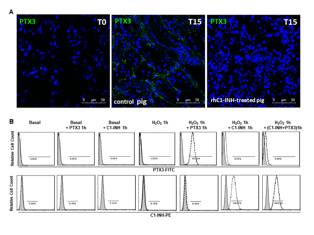 C1-inhibitor prevents PTX-3 binding on endothelial cells. (A) Frozen pig kidney sections were analyzed by indirect immunofluorescence to characterize the PTX3 source after 15 min of reperfusion in control and rhC1-INH treated pigs. PTX3 deposits were observed at the level of peritubular capillaries in control pigs. rhC1-INH infusion prevented PTX3 deposits on ECs. (B) FACS showed that ECs in basal condition did not bind both rhC1-INH and PTX3. Both PTX3 and rhC1-INH presented a significant binding on H2O2-activated ECs. When H2O2-activated EC were co-stimulated with PTX3 and rhC1-INH, rhC1INH prevented PTX3 binding. Results are representative of three independent experiments.