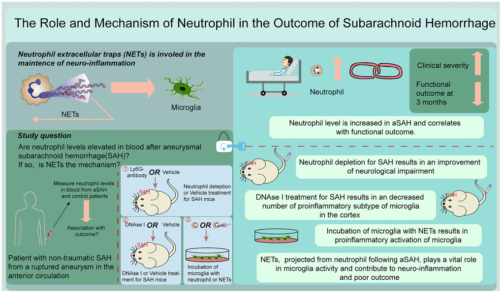 Graphical abstract.