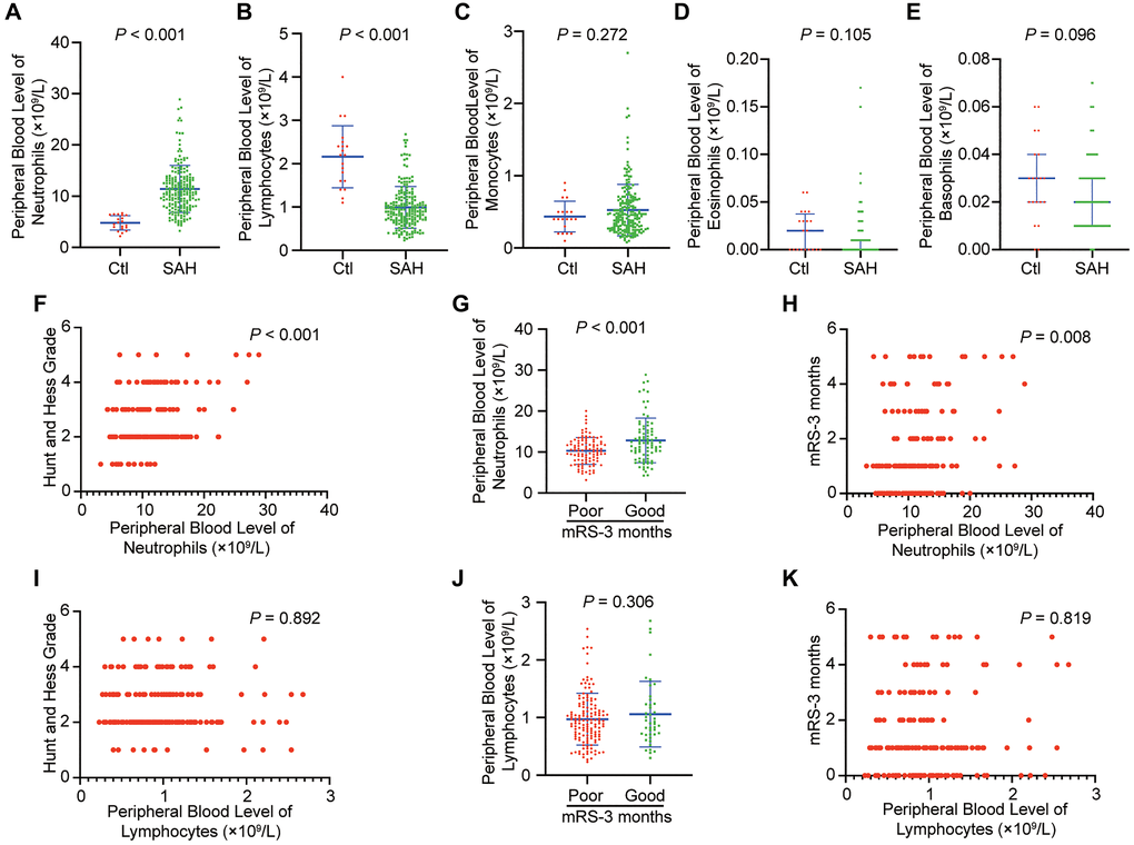 Peripheral blood level of neutrophils is increased in SAH and correlates with functional outcome in patients. (A) Peripheral blood level of neutrophils in patients with SAH within 24 hour compared to that of controls (p t-test). (B) Peripheral blood level of lymphocytes in patients with SAH within 24 hour compared to that of controls (p t-test). (C) Peripheral blood level of monocytes in patients with SAH within 24 hour compared to that of controls (p = 0.272, Student t-test). (D) Peripheral blood level of eosinophils in patients with SAH within 24 hour compared to that of controls (p = 0.105, Mann-Whitney test). (E) Peripheral blood level of basophils in patients with SAH within 24 hour compared to that of controls (n = 20) (p = 0.096, Mann-Whitney test). (F) Initial Hunt and Hess classification and peripheral blood level of neutrophils within 24 hours are positively correlated after SAH (p G) Patients with SAH who developed poor outcome (modified Rankin Scale [mRS] > 2) at 3 months had higher peripheral blood level of neutrophils within 24 hours compared to those who had good outcome (mRS p t-test). (H) There is a positive correlation between mRS-3 months and peripheral blood level of neutrophils within 24 hours (p = 0.008, Spearman correlation). (I) Initial Hunt and Hess classification and peripheral blood level of lymphocytes within 24 hours are not positively correlated after SAH (p = 0.892, Spearman correlation). (J) Patients with SAH who developed poor outcome (modified Rankin Scale [mRS] > 2) at 3 months did not have significant change of peripheral blood level of lymphocytes within 24 hours compared to those who had good outcome (mRS p = 0.306, Student t-test). (K) There is not a positive correlation between mRS-3 months and peripheral blood level of lymphocytes within 24 hours (p = 0.819, Spearman correlation).