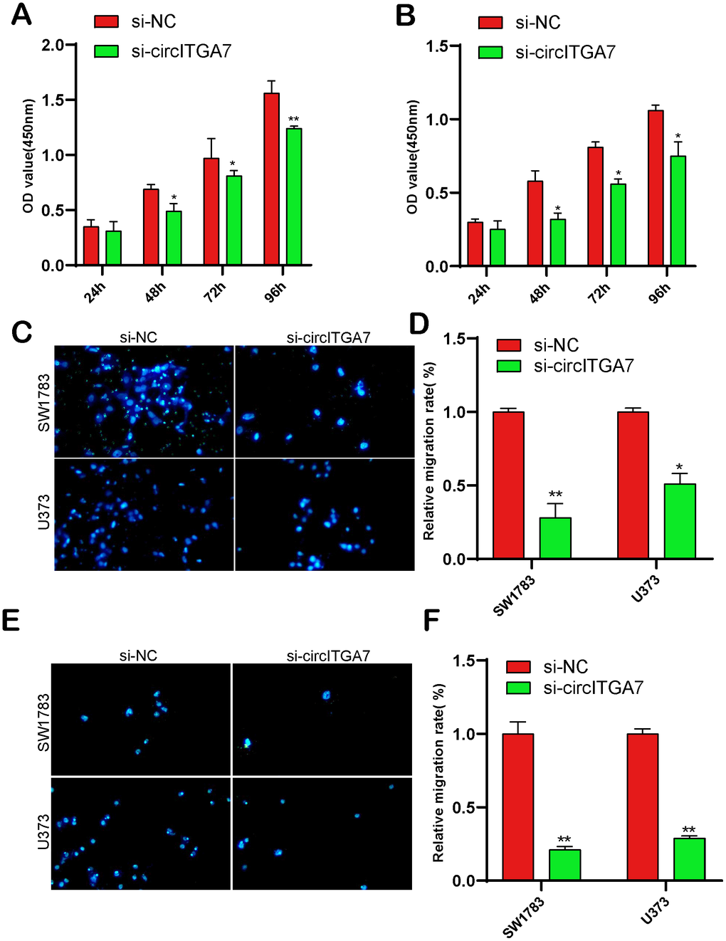 CircITGA7-induced effects on glioma cell growth, migration, and invasion. (A, B) Knockdown of circITGA7 decreased the proliferation in both SW1783 and U373 cells. (C–F) Cell migration and invasion was determined by transwell assay in SW1783 and U373 cells transfected with si-circITGA7 or NC. *p 