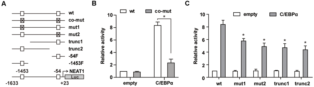 C/EBPα transactivates NEAT1 through the -1453 and -54 sites in the NEAT1 promoter. (A) Schema of the NEAT1 promoter region shows the different mutation/truncation constructs used in this study. □ represents the wild-type C/EBP binding site and ⊠ represents the mutated site. (B) The wild-type (wt) or double mutated (co-mut) promoter construct (125 ng) was co-transfected into 293T cells along with the C/EBPα expression construct (500 ng). (C) Different mutation/truncation luciferase promoter plasmids were co-transfected with 500ng of the pcDNA3.1 (empty) or pcDNA3.1-C/EBPα (C/EBPα) vector into 293T cells. The data represent the mean ± S.E.M from three replicates. * indicates p