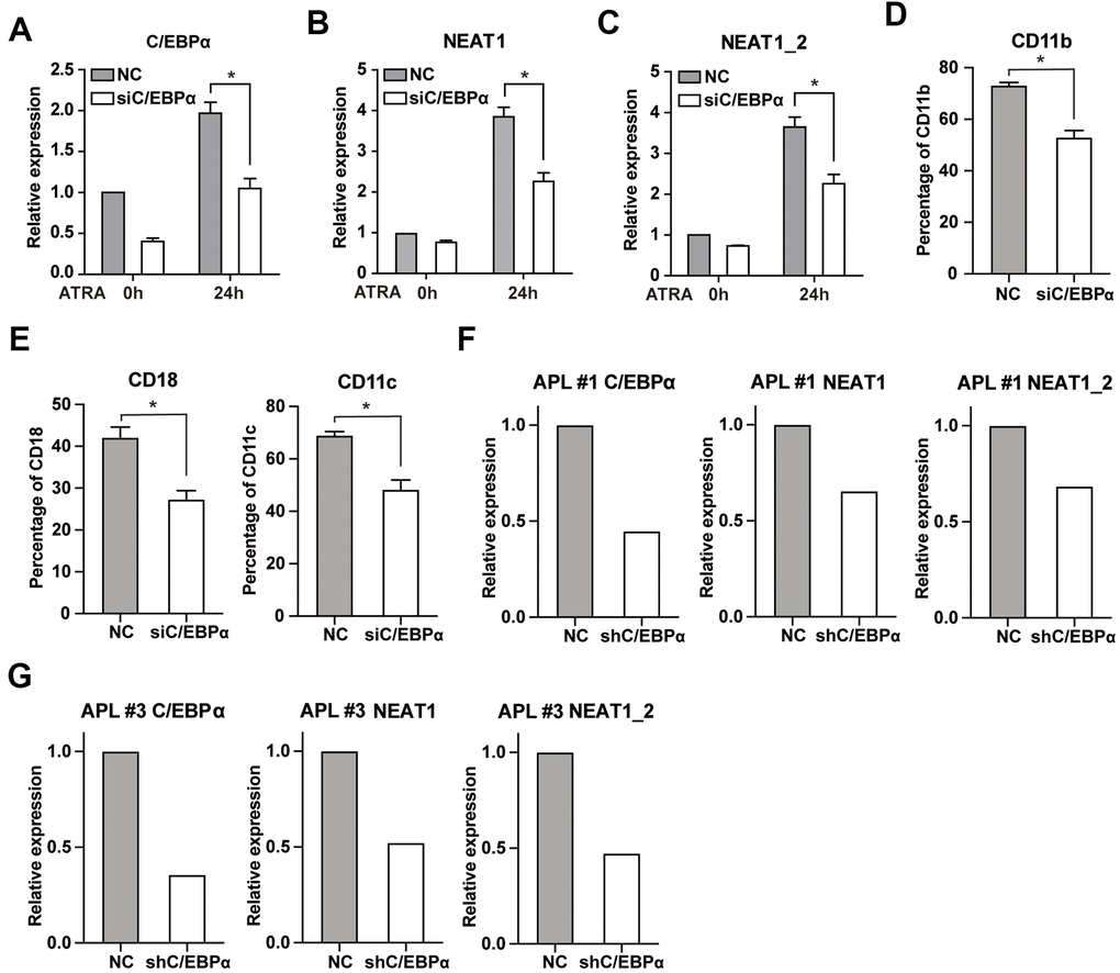 Knockdown of C/EBPα attenuates ATRA-induced upregulation of NEAT1 and NB4 cell differentiation. (A) NB4 cells were transfected with 3 μg siRNA targeting C/EBPα (siC/EBPα) or negative control siRNA (NC). Six hours later, cells were treated with 1μM ATRA for 24 h. Expression of C/EBPα was subsequently determined by qRT-PCR. (B, C) Expression of NEAT1 and NEAT1