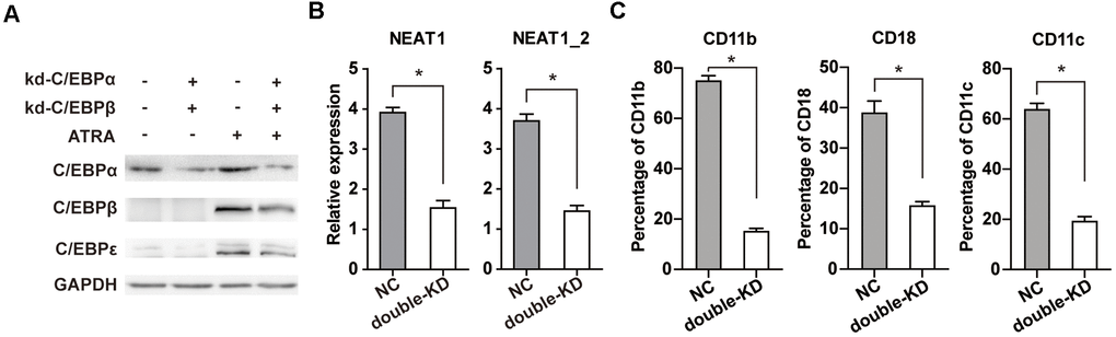 Double knockdown of C/EBPα and C/EBPβ reduces ATRA-induced upregulation of C/EBPε and markedly impairs NEAT1 upregulation and NB4 cell differentiation. (A) C/EBPβ knockdown (kd-C/EBPβ) or control (NC) NB4 cells were transfected with C/EBPα siRNA (kd-C/EBPα) or negative control siRNA (NC). The protein levels of C/EBPα, C/EBPβ, C/EBPε, and GAPDH were determined in NB4 cells before and after ATRA treatment (1 μM for 24 h). (B) Expression of NEAT1 and NEAT1
