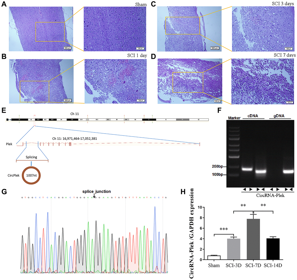 CircPlek is upregulated in the spinal tissues after SCI. (A–D) Animal models and sequencing processes, hematoxylin and eosin staining of spinal cord samples. Sham group (A), 1 day (B), 3 days (C), and 7 days (D) after spinal cord injury (SCI). (E) The schematic diagram indicates the genomic loci of the Plek gene and CircPlek. (Ch11:16971464–17052381). (F) CircPlek was validated in spinal tissues using RT-PCR. CircPlek could be amplified by convergent primers from both cDNA and gDNA. Divergent primers amplified CircPlek in cDNA but not gDNA. (G) The sequencing of PCR products obtained using divergent primers for CircPlek confirmed the head-to-tail junction point. (H) The relative expression of CircPlek was measured in spinal tissues on days 3, 7, and 14 post-SCI. Data are expressed as means ± standard deviations. **p ***p 