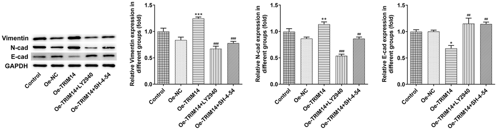 TRIM14 overexpression induced melanoma cell epithelial-mesenchymal transition through PI3K/AKT and STAT3 pathways. After indicated treatment, the protein expression of vimentin, N-cadherin, and E-cadherin was measured using western blot. *, **, ***p ##, ###p 