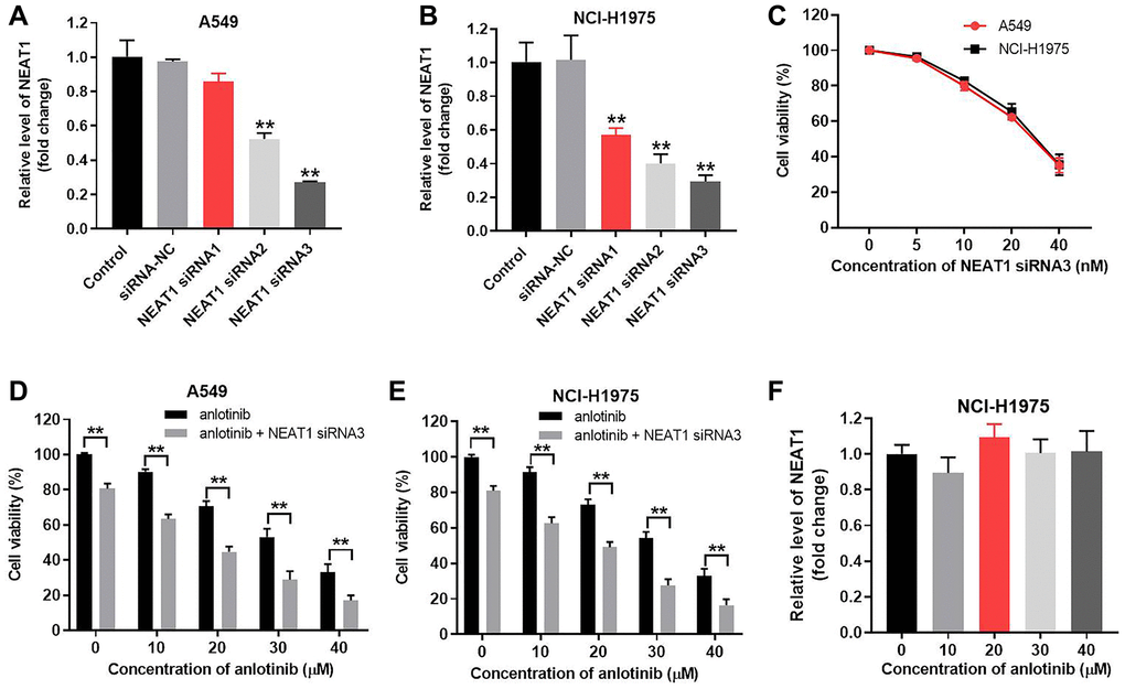 NEAT1 knockdown increases the inhibitory effect of anlotinib on A549 and NCI-H1975 cell viability. A549 and NCI-H1975 cells were transfected with siRNA-NC and NEAT1 siRNA 1, siRNA 2, or siRNA 3 for 24 h. NEAT1 levels were measured by RT-qPCR. (A) NEAT 1 levels in A549 cells and (B) NCI-H1975 cells. Cells were transfected with NEAT1 siRNA 3 (0, 5, 10, 20, 40 nM) for 24 h. (C) CCK-8 assays evaluated cell viability. (D–E) A549 and NCI-H1975 cells were treated with anlotinib or the combination of anlotinib and NEAT1 siRNA 3 for 24 h. (F) NCI-H1975 cells were treated with anlotinib (0, 10, 30, 40 μM) for 24 h and the level of NEAT1 was detected with RT-qPCR. **P 