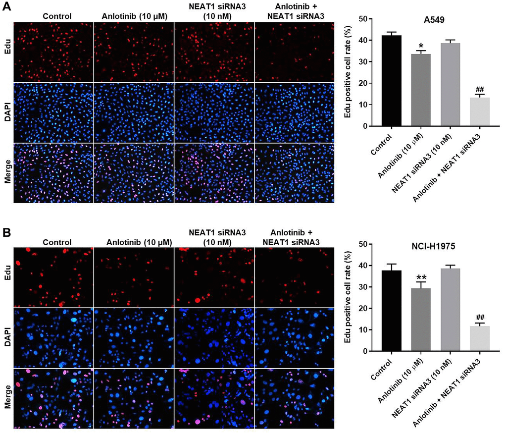 NEAT1 knockdown enhances the inhibitory effect of anlotinib on the proliferation of A549 and NCI-H1975 cells. Cells were treated with anlotinib (10 μM), NEAT1 siRNA 3 (10 nM), or the combination of anlotinib (10 μM) and NEAT1 siRNA 3 (10 nM) for 24 h. EdU staining was used to detect cell proliferation. (A) Cell proliferation in A549 cells and (B) NCI-H1975 cells. *P **P ##P 