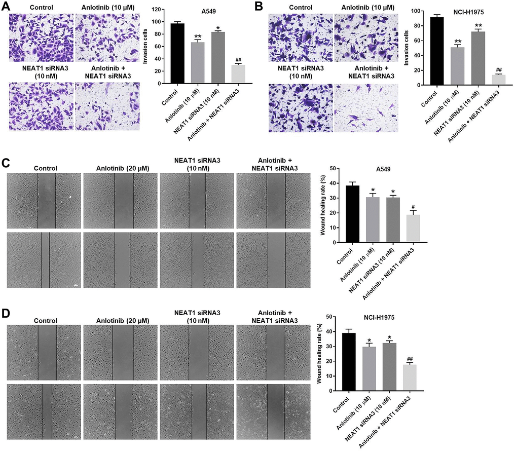 NEAT1 knockdown increases the anti-invasion and anti-migration effect of anlotinib on A549 and NCI-H1975 cells. Cells were treated with anlotinib (10 μM), NEAT1 siRNA 3 (10 nM), or the combination treatment for 24 h. (A–B) Cell invasion assays were conducted on A549 and NCI-H1975 cells. Migrated cells were quantified. (C–D) Wound healing assays were performed in A549 and NCI-H1975 cells, and the wound healing rate was quantified. *P **P #P ##P 