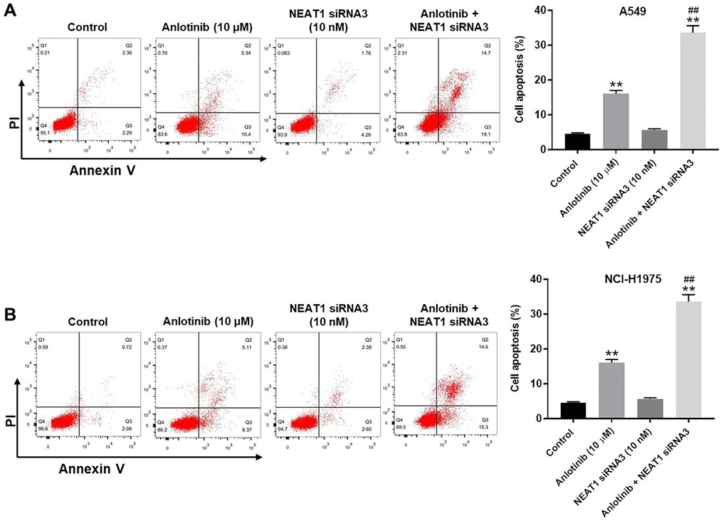 NEAT1 knockdown enhances the anti-apoptotic effect of anlotinib in A549 and NCI-H1975 cells. After 24 h of the indicated treatments, Annexin V and PI double staining was performed to detect cell apoptosis and the rate was quantified. (A) Cell apoptosis assays for A549 cells and (B) NCI-H1975 cells. **P ##P 