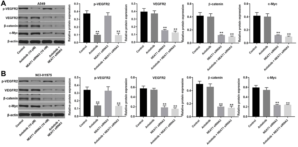 NEAT1 siRNA3 facilitated the cytotoxic effect of anlotinib through downregulation of Wnt/β-catenin signaling pathway. The expression of p-VEGFR2, VEGFR2, β-catenin, and c-Myc were evaluated by western blot. β-actin was used as an inner control. (A) The expression of p-VEGFR2, VEGFR2, β-catenin, and c-Myc in A549 cells and (B) NCI-H1975 cells. **P 