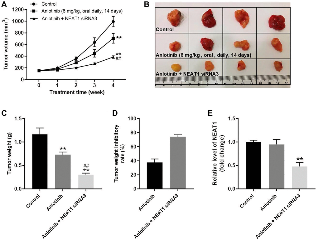 NEAT 1 knockdown enhances the anti-tumor effect of anlotinib in vivo. To form subcutaneous tumors, 5 × 106 A549 cells were injected subcutaneously into the right flank of each mouse. After the tumor volume reached 180 mm3, the mice were treated with anlotinib or anlotinib+NEAT1 siRNA3. (A) Tumor volume was measured at week 0, 1, 2, 3, and 4. (B) Mice were sacrificed at week 4 after treatment. Tumors were harvested and imaged. (C) Tumor weight was evaluated. (D) Calculated tumor weight inhibitory rates. (E) The expression of NEAT1 in tumor tissues was detected with RT-qPCR. **P ##P 