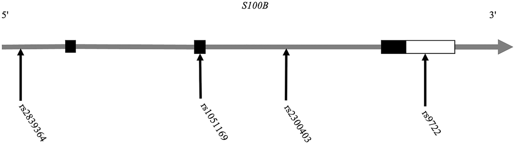 Position distribution of the SNPs in the S100B gene.