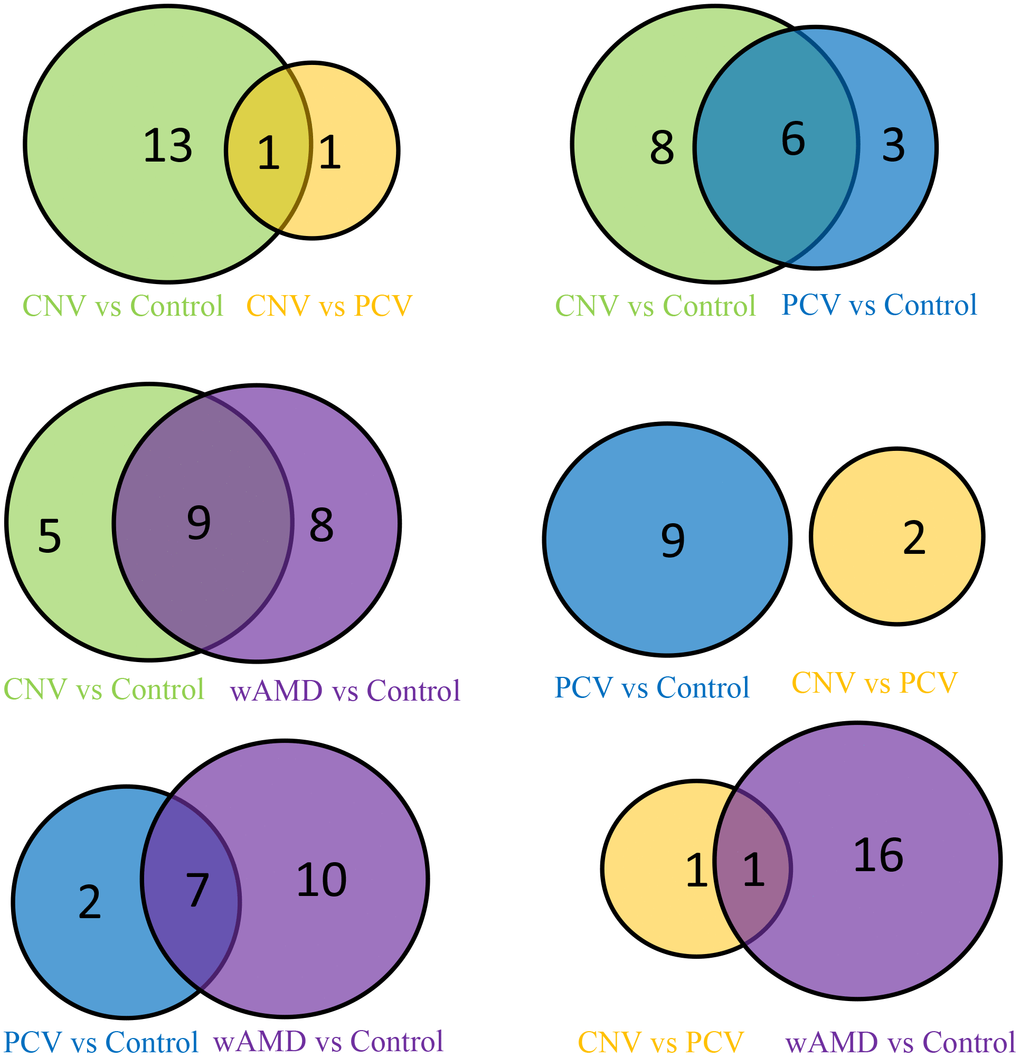 Venn map of the wAMD group, PCV group, and CNV group.