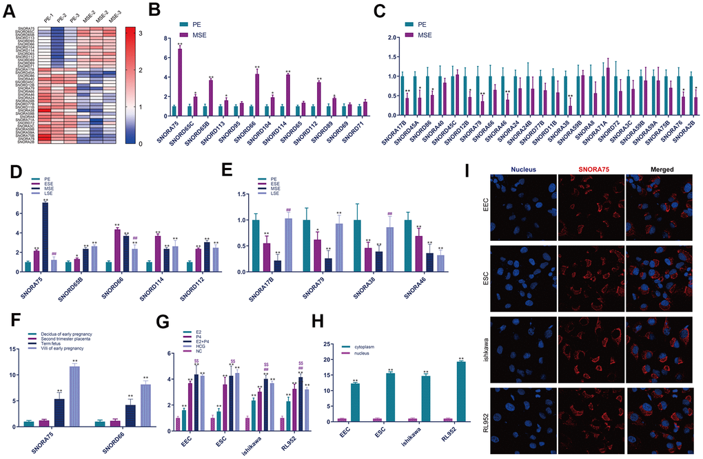 SNORA75 is upregulated in the mid-secretive phase endometrium. (A) The expression of SNORNA in proliferative (PE) and mid secretory (MSE) endometrium was analyzed by a heatmap. (B) The expression of SNORNA in the proliferative (PE) and mid secretory (MSE) endometrium was detected by real-time quantitative fluorescence PCR. (C) The expression of SNORNA in proliferative (PE) and mid secretory (MSE) endometrium was detected by real-time quantitative fluorescence PCR. (D) Real-time quantitative PCR was used to detect SNORNA expression in different stages of the endometrium. PE: proliferative phase, ESE: early secretory phase, MSE: secretory phase, LSE: late secretory phase. (E) Real-time quantitative fluorescence PCR was used to detect snoRNA expression in different stages of the endometrium. (F) Real-time quantitative PCR was used to detect the temporal expression of SNORNA in the placenta. (G) The expression of SNORA75 in EEC, ESC, Ishikawa and RL952 cells was detected by real-time quantitative fluorescence PCR. (H) The expression of SNORA75 in the nucleus and cytoplasm was detected by real-time quantitative fluorescence PCR. (I) In situ hybridization was used to detect SNORA75 expression in endometrial cells. Blue represents the nucleus, and red represents SNORA75.