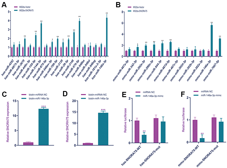 SNORA75 combined with miR-146a-3p. (A) MS2bs RNA pull-down was used to detect the binding of human SNORA75 and miRNA. (B) MS2bs RNA pull-down was used to detect the binding of mouse SNORA75 and miRNA. (C) Biotin-mir-146a-3p RNA pull-down was used to detect the binding of hsa-mir-146a-3p to SNORA75. (D) Biotin-miR-146a-3p RNA pull-down was used to detect the binding of mmu-mir-146a-3p to SNORA75. (E) A luciferase reporter gene was used to detect the binding of miR-146a-3p to hsa-SNORA75. (F) A luciferase reporter gene was used to detect the binding of miR-146a-3p to hsa-SNORA75. "##" indicates that, compared with the pLKO.1-vector group, P **" indicates that, compared with the pLVX-vector group, P 