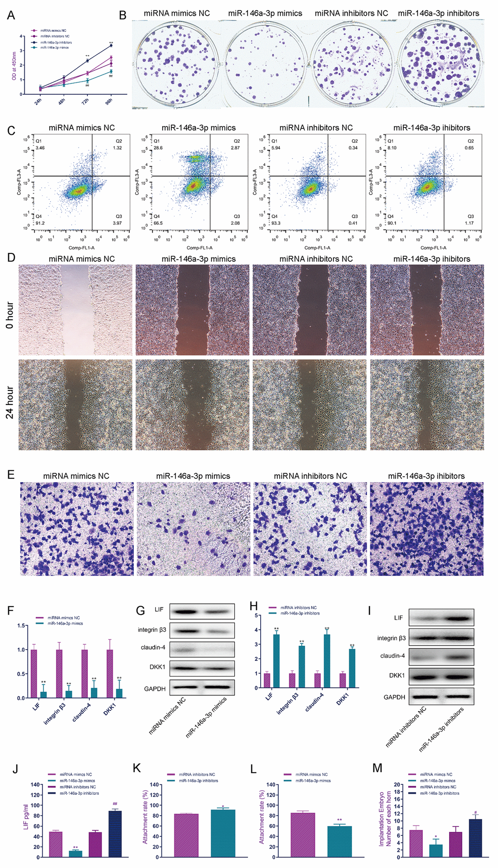 MiR-146a-3p suppresses endometrial receptivity. (A) CCK-8 was used to detect the effect of miR-146a-3p on the proliferation of EEC cells. (B) The effect of miR-146a-3p on the proliferation of EEC cells was detected by the clone formation assay. (C) The effect of miR-146a-3p on the apoptosis of EEC cells was detected by flow cytometry. (D) The scratch assay was used to detect the effect of miR-146a-3p on the invasion of EEC cells. (E) Transwell assays were used to detect the effect of miR-146a-3p on the invasion of EEC cells. (F) The effect of miR-146a-3p overexpression on the expression of receptivity-related factors in EEC cells was detected by real-time quantitative PCR. (G) Western blotting was used to detect the effect of miR-146a-3p on the expression of receptivity-related factors in EEC cells. (H) Real-time quantitative PCR was used to detect the effect of miR-146a-3p knockdown on the expression of receptivity-related factors in EEC cells. (I) Western blotting was used to detect the effect of miR-146a-3p knockdown on the expression of receptivity-related factors in EEC cells. (J) The effect of knockdown of miR-146a-3p on LIF expression in EEC cell culture medium was detected by ELISA. (K) Effect of miR-146a-3p overexpression on the trophoblast adhesion rate. (L) Effect of miR-146a-3p inhibition on the trophoblast adhesion rate. (M) Effect of miR-146a-3p on embryo implantation. "*" indicates P **" indicates P ***" indicates P 