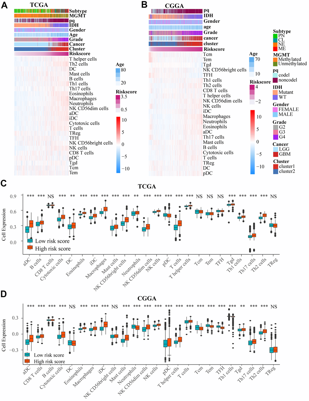 (A, B) Heat maps show the amount of immune cells and clinical features by ssGSEA based on data in TCGA and CGGA. (C, D) There was an obvious difference in immune cells number between low and high risk groups in TCGA and CGGA. NS. p > 0.05, ** p 