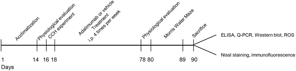 Experimental diagram of the current study. A total of 40 rats were first acclimated for 2 weeks, and then physiological parameters were evaluated. After being subjected to 2VO or sham surgery, the rats were treated with adalimumab or vehicle for 9 weeks (four times a week). At the end of drug injection, physiological parameters were evaluated again. Then, the rats were subjected to the Morris water maze test and sacrificed after the behavior test. Samples were collected for biochemical and morphological experiments accordingly.