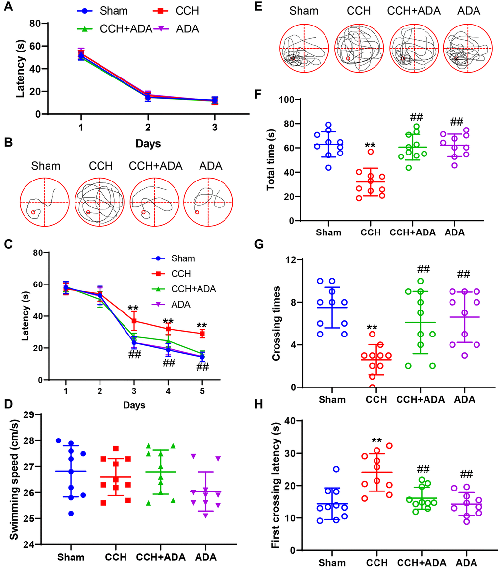 ADA rescued memory impairments in CCH rats. (A) The escape latency to find the visible platform in the first 3 days. (B) Representative traces of rats given different treatments on day 5 of the training phase. (C) Escape latency to find the hidden platform on days 1-5 of the training phase. (D) The swimming speeds of the different groups in the training phase. (E) Representative traces of rats given different treatments in the probe trial. (F) The total amount of time spent in the target quadrant in the probe trial. (G) The number of platform region crossings in the probe trial. (H) The latency to first platform region crossing in the probe trial. All values are expressed as the mean ± SEM (n = 10). **p ##p 