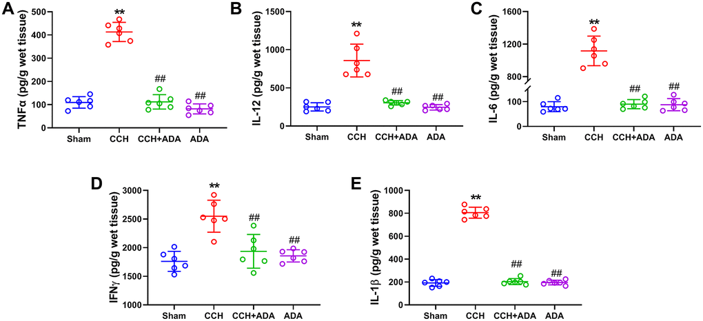 ADA suppressed the expression of M1 markers. The expression of the M1 markers TNFα (A), IL-12 (B), IL-6 (C), IFNγ (D) and IL-1β (E) in the different groups was evaluated by ELISA kits. All values are expressed as the mean ± SEM (n = 6). **p ##p 