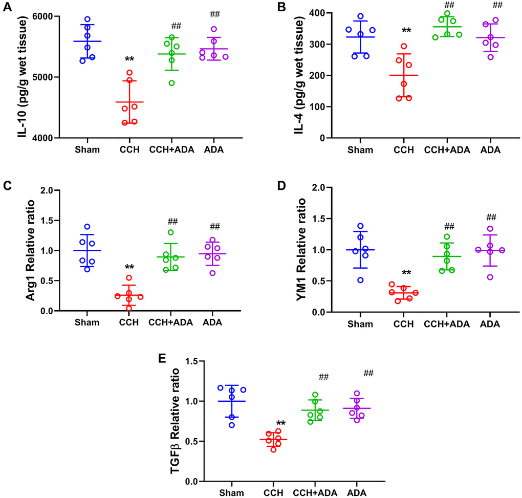 ADA elevated the expression of M2 markers. (A–B) The expression of the M2 markers IL-10 (A) and IL-4 (B) was evaluated by ELISA kits. (C–E) The mRNA levels of Arg1 (C), YM1 (D) and TGF-β (E) were evaluated by Q-PCR. All values are expressed as the mean ± SEM (n = 6). **p ##p 