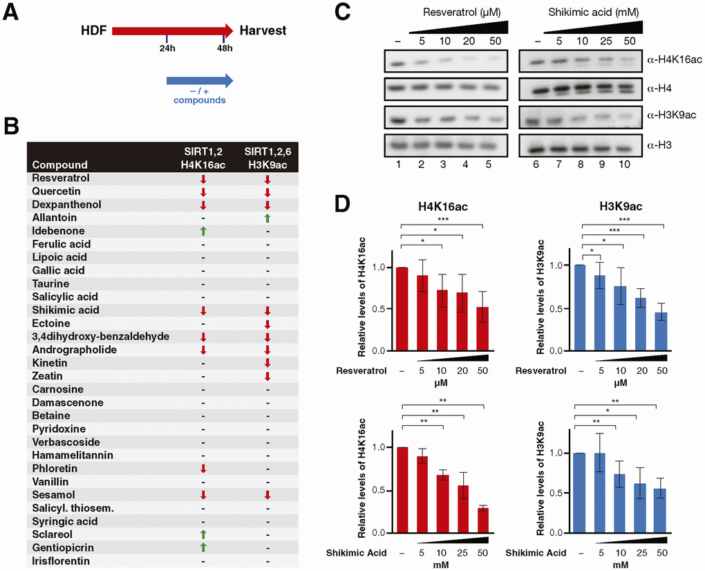 (A) Schematic representation of the compound testing for sirtuin activity evaluation in HDF. Cells were treated with or without the compounds for 24h and harvested for analysis. (B) Sirtuin activity assay results including H4K16 and H3K9 acetylation for cells treated with each compound. The results are shown by arrows that indicate increase/decrease (↑, ↓) and hyphens that indicate no effect (-). (C) Western Blot analysis and (D) quantification of H4K16ac and H3K9ac levels in cells treated with Resveratrol or Shikimic acid at the indicated concentrations. H4K16 and H3K9 levels were normalized to H4 and H3 levels respectively. Student T-test, *p