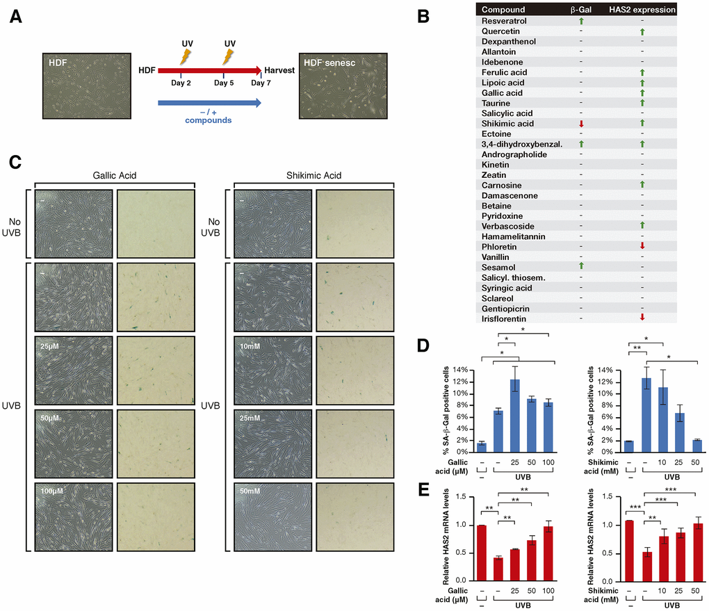 (A) Schematic representation of the protocol for senescence induction using UVB irradiation. Cells were treated -/+ the compounds from day 1 to 7 after seeding, irradiated with UVB on days 2 and 5 and harvested for analysis on day 7. (B) Senescence assay results including β-Gal staining and HAS2 gene expression analysis for cells treated with each compound. The results are shown by arrows that indicate increase/decrease (↑, ↓) and hyphens that indicate no effect (-). (C) Phase-contrast (left column) and bright field (right column) microscope images of SA-β-Gal staining showing non-irradiated cells, UVB-irradiated cells non-treated and treated with Gallic acid or Shikimic acid at the indicated concentrations. (D) Percentage of SA-β-Gal positive cells and (E) Relative HAS2 mRNA levels in non-irradiated cells, UVB-irradiated cells and UVB-irradiated cells treated with Gallic acid or Shikimic acid at the indicated concentrations. Student T-test, *p