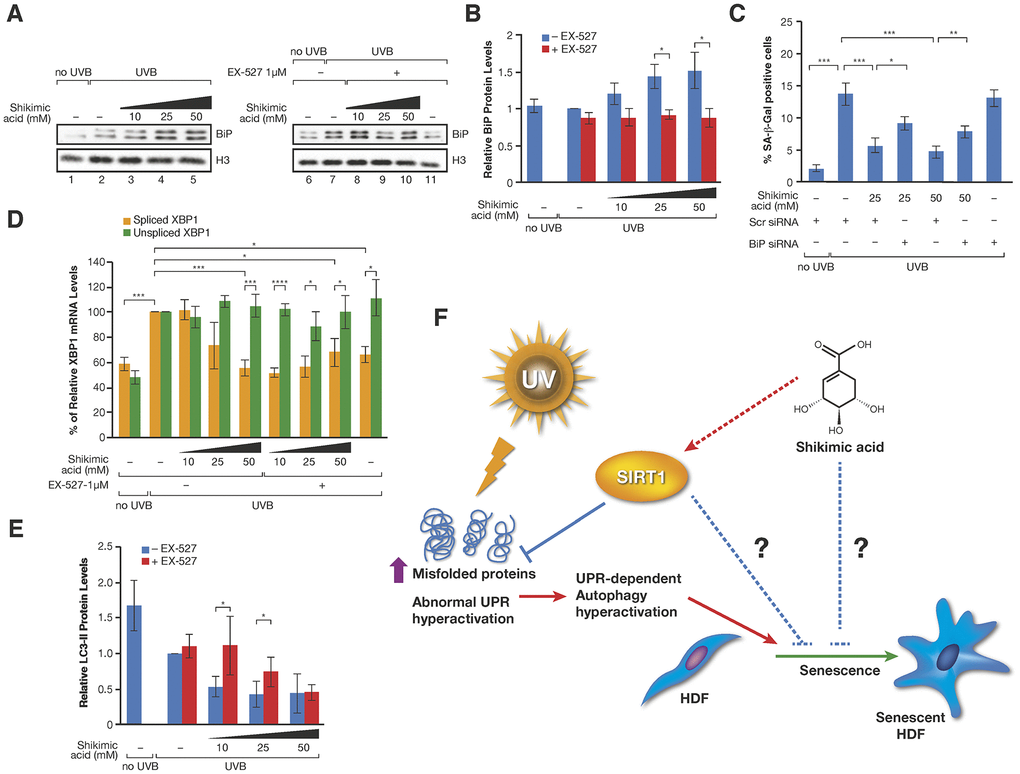 (A) Western-blot of BiP proteins levels in UVB or non UVB irradiated cells treated with SA at the indicated concentrations in presence or absence of EX-527 1 μM. (B) Quantification of n=3 experiments as (A). The levels of BiP are normalized by the loading control (histone H3) and represented related to the conditions in UVB irradiated cells in absence of SA and EX-527. Student T-test, *pC) Percentage of SA-β-Gal in assays performed as in Figure 3C. (D) Levels of spliced and unspliced XBP1 mRNA monitored by qPCR analysis in cells treated in the indicated conditions in presence or absence of SA and/or EX-527. The levels were normalized by internal controls and represented in each case related to the conditions in UVB irradiated cells in absence of SA and EX-527. Student T-test, *pE) LC3-II protein levels in experiments like in (A). The levels of LC3-II are normalized by the loading control (tubulin) and represented related to the conditions in UVB irradiated cells in absence of SA and EX-527. Student T-test, *pF) Proposed Model for the effect of SA on senescence through SIRT1. Other possible unexplored connections between SA and senescence are indicated by blue broken lines.