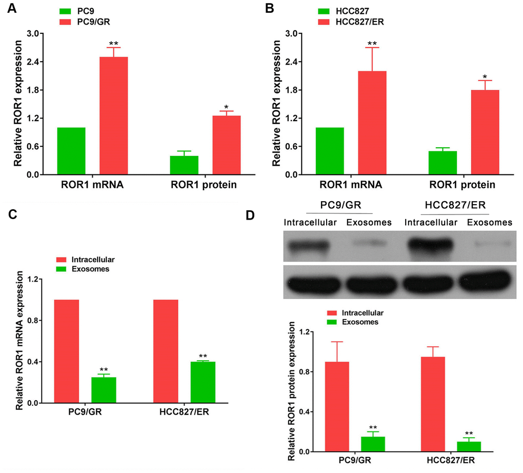 ROR1 expression in cells and exosomes. (A, B) ROR1 mRNA and protein levels were significantly up-regulated in EGFR-TKIs resistant cells (PC9/GR and HCC827/ER), *ppC, D) ROR1 mRNA and protein expression levels in exosomes were significantly lower than those in cells. *pp