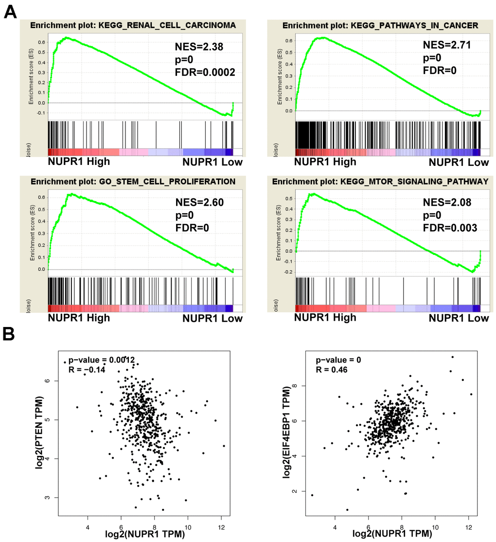 Pathways involved in the pathogenesis of NUPR1 with GSEA and correlation analysis between NUPR1 and PTEN, 4EBP1 in TCGA-KIRC cohort. (A) Enrichment curves for activated gene sets using GSEA pathway analysis. (B) Correlation between NUPR1 and 4EBP1 in TCGA-KIRC dataset. (*p p p 