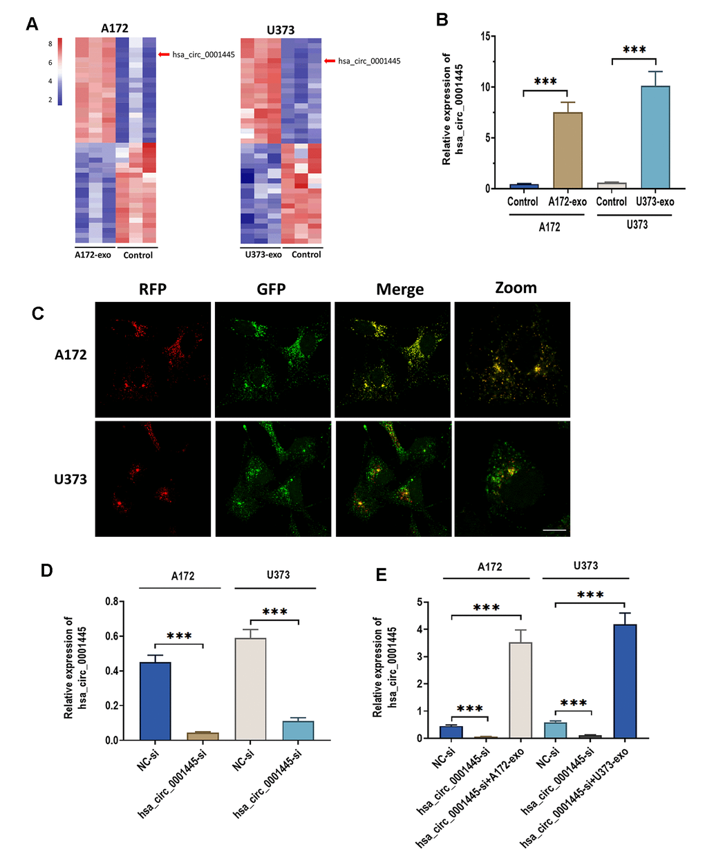 CircRNA 0001445 is taken up and upregulated in glioma cells treated with glioma-derived exosomes. (A) Heat map of the expression profile for differentially expressed circRNAs between glioma cells treated with or without exosomes isolated from A172 or U373 cells, as detected by RNA sequencing. (B) The expression of circRNA 0001445 in glioma cells treated with exosomes isolated from A172 or U373 cells. (C) RFP-labeled exosomal circRNA 0001445 was taken up by GFP-labeled recipient A172 or U373 cells, as illustrated by FISH. Scale bar = 25 μm. (D) The expression of circRNA 0001445 in glioma cells treated with circPACRGL siRNA (hsa