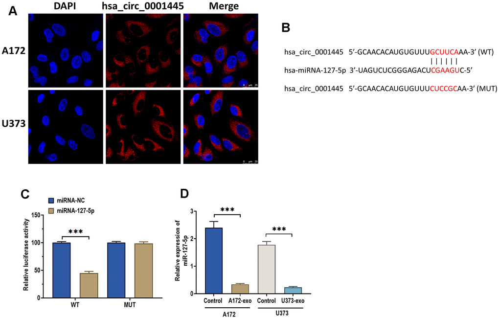 CircRNA 0001445 directly targets miRNA-127-5p. (A) Subcellular distribution of circRNA 0001445 in glioma cells, as detected by FISH assay. Red and blue fluorescence staining represent circRNA 0001445 and nuclei, respectively. Scale bar = 25 μm. (B) The putative binding sequence of miRNA-127-5p of 3′-UTR of circRNA 0001445, as predicted by online bioinformatics database StarBase and TargetScan. (C) Luciferase reporter assay in HEK293T cells co-transfected with miRNA-127-5p mimics or mimics negative control and reporter constructs carrying wild-type or mutant miRNA-127-5p binding sequence of 3′-UTR of circRNA 0001445. (D) The expression of miRNA-127-5p in glioma cells treated with exosomes isolated from A172 or U373 cells. Data were represented as mean ± SD. *** p 