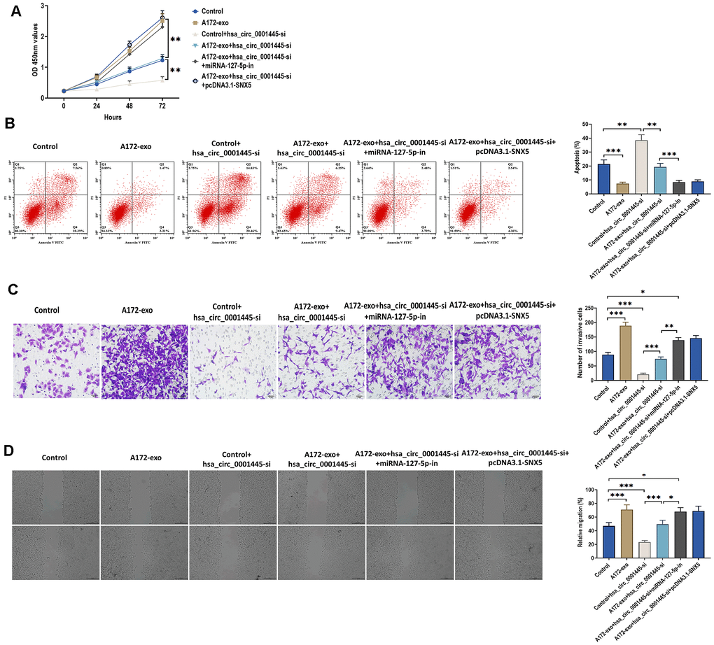 CircRNA 0001445 promotes glioma proliferation, migration, and invasion through miRNA-127-5p/SNX5 signaling pathway. (A) Cell proliferation of A172 cells treated with 1) control (no treatment); 2) exosomes isolated from A172 cells (A172-exo); 3) control plus circRNA 0001445 siRNA (hsa