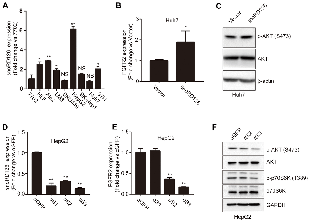 SnoRD126 regulates the phosphorylation of AKT and the expression of FGFR2. (A) qRT-PCR assay for snoRD126 expression in normal human hepatocyte 7702 cells and HCC cell lines. (B) qRT-PCR assay for FGFR2 expression in snoRD126-overexpressing Huh7 cells. (C) Phosphorylation of AKT was determined by immunoblotting in snoRD126-overexpressing Huh7 cells. (D) qRT-PCR assay for snoRD126 knockdown in HepG2 cells treated with ASOs. (E) The mRNA levels of FGFR2 in snoRD126-knockdown HepG2 cells as measured by qRT-PCR assay. αS1, αS2, and αS3 are ASOs that target snoRD126. HepG2 cells were treated with 25μM ASO for 24 hours. (F) Phosphorylation of AKT was reduced in snoRD126-knockdown HepG2 cells as measured by immunoblotting. The data represent mean ± SD (n = 3). *P A), loading control.